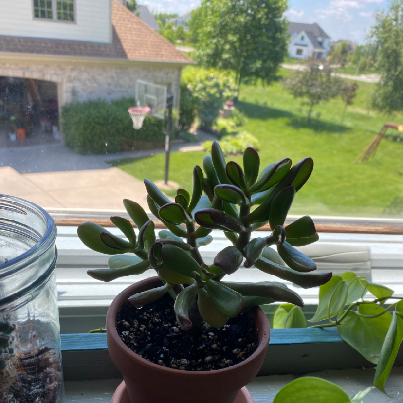 Lucky Plant plant photo by @ansleyfaiv named Sticky on Greg, the plant care app.