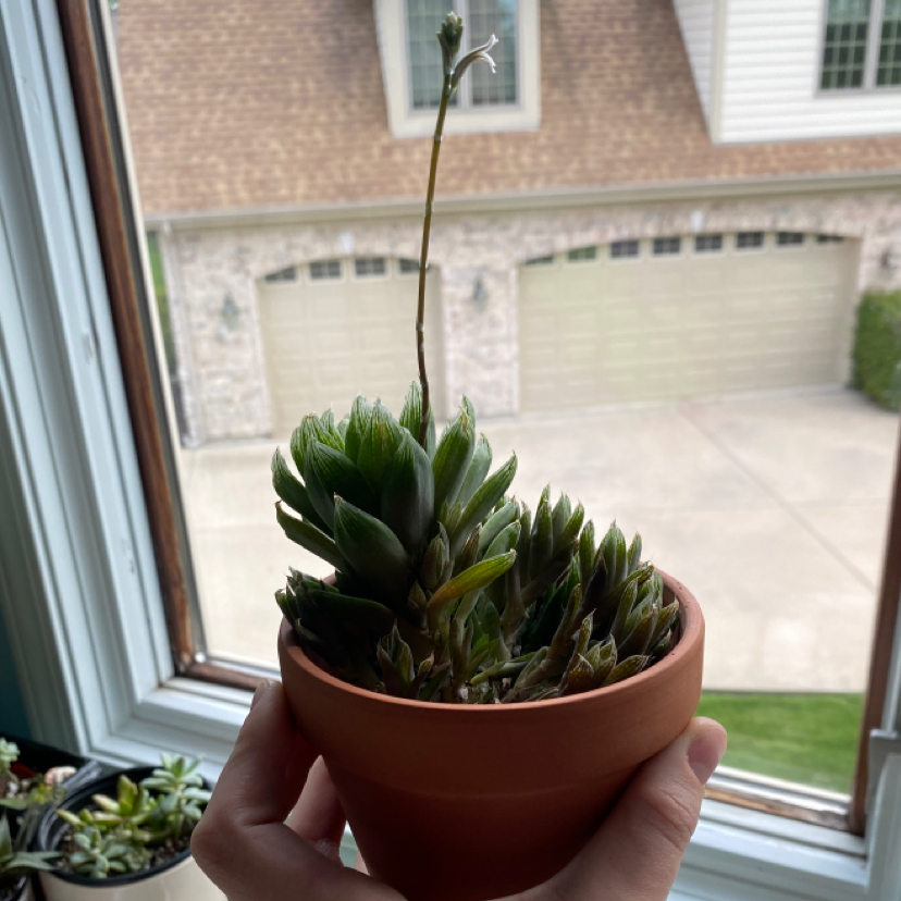 Cathedral Window Haworthia plant photo by @ansleyfaiv named Shawty on Greg, the plant care app.