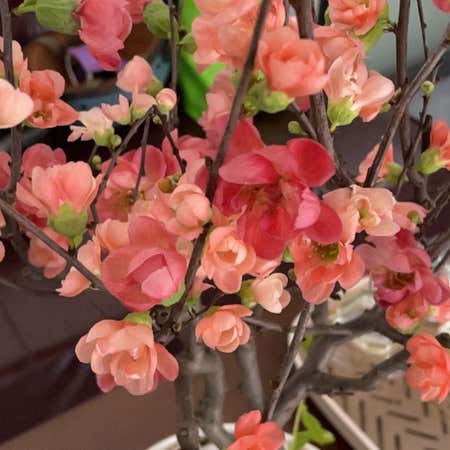 Photo of the plant species Chinese Quince by @HopefulSnowrose named Orwell on Greg, the plant care app