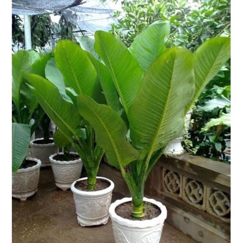 Photo of the plant species Đại Phú Gia by @PreciseEllisia named Naomi on Greg, the plant care app