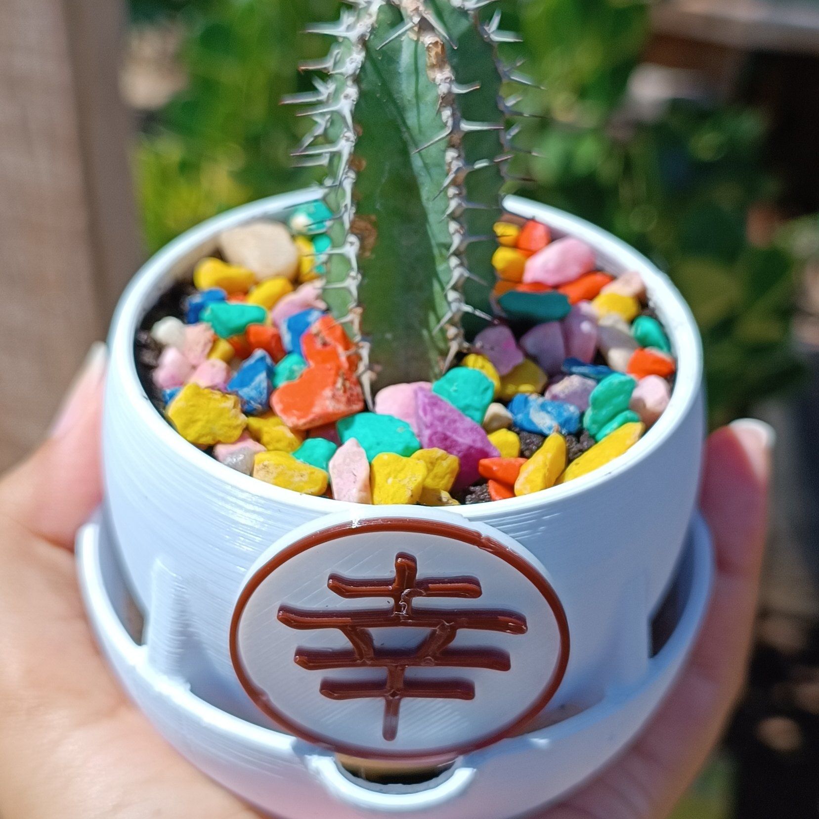 Photo of the plant species Euphorbia Polyacantha by @YernSiricote named Baesil on Greg, the plant care app