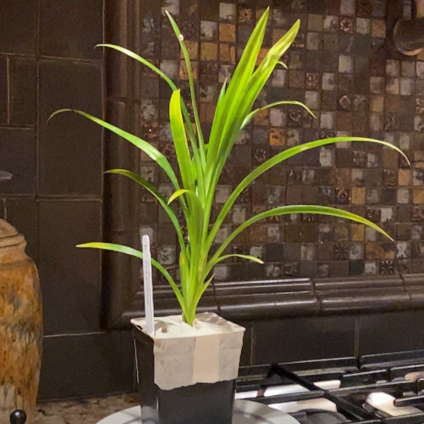 Potted Pandan plant with long, narrow green leaves on a kitchen counter.