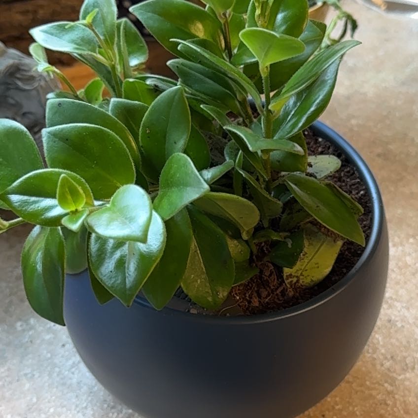 Healthy Lipstick Plant in a pot with green, glossy leaves.