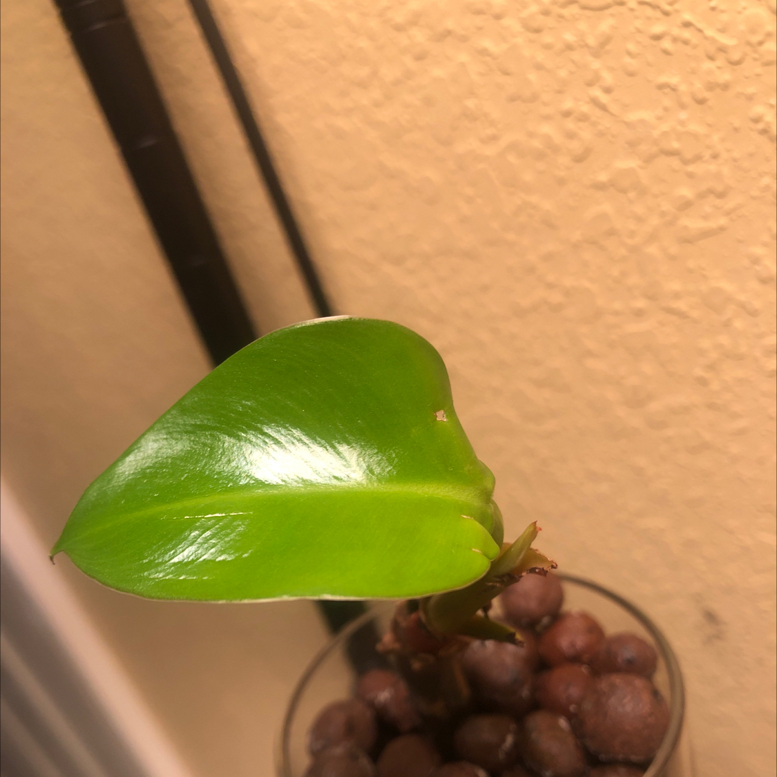 Photo of the plant species Philodendron 'New Red' by @LydiaConroy named Fernie Saunders on Greg, the plant care app