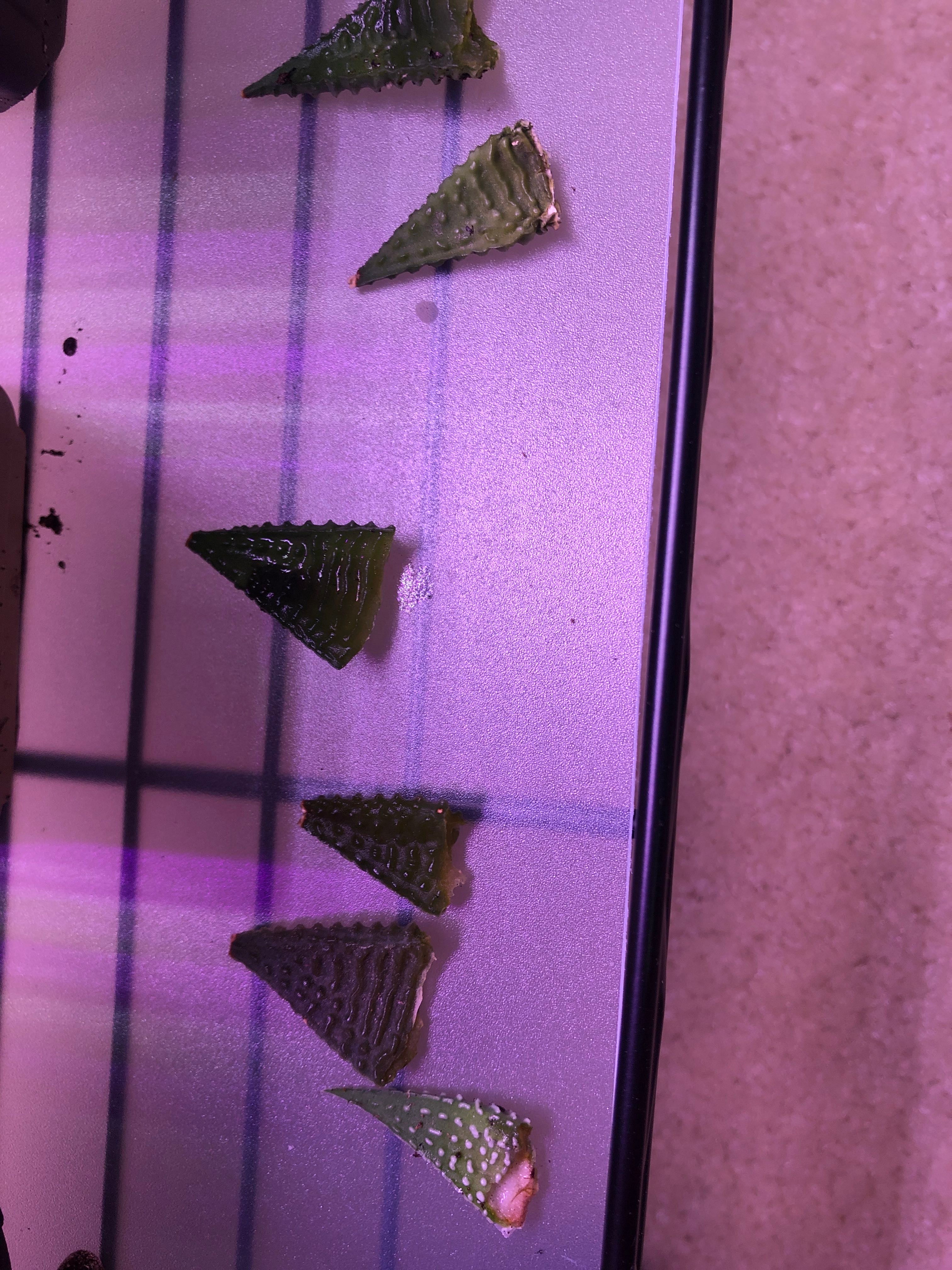 Fairy Washboard Plant Care Water, Light, Nutrients Greg App 🌱