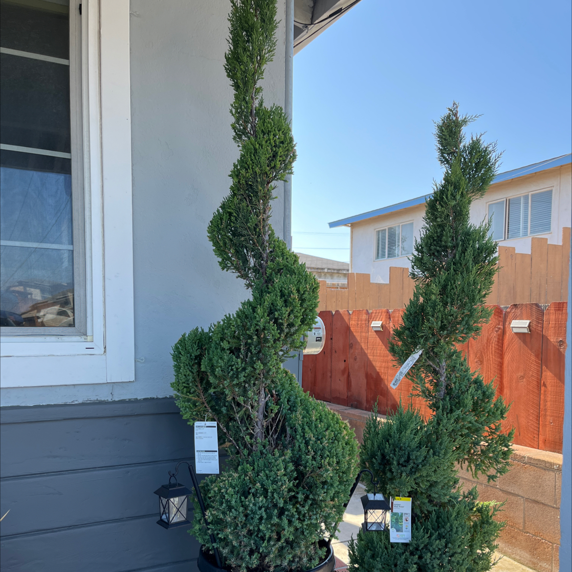 Photo of the plant species Hollywood Juniper by @StrikingPuka named Spiral Juni on Greg, the plant care app