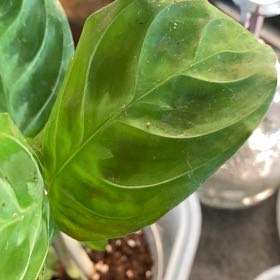 Photo of the plant species Black Prayer Plant by @alittlespy named Gertie on Greg, the plant care app