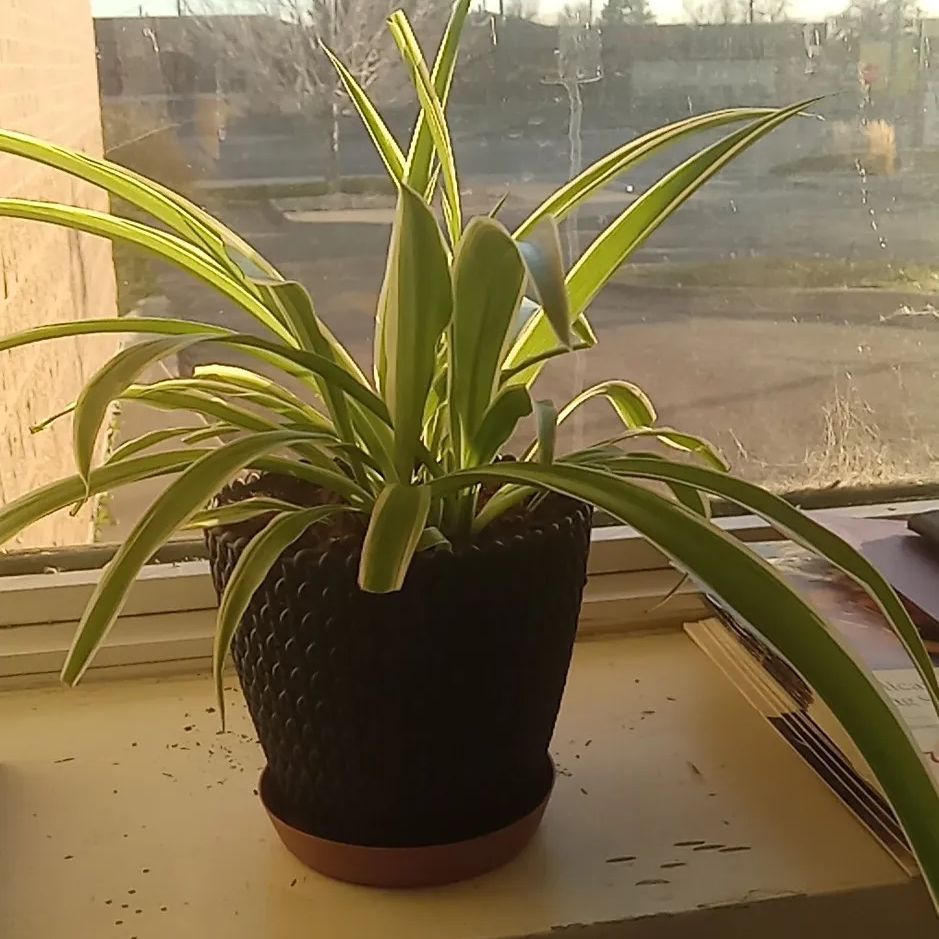 Adderall the Pharmacy Plant