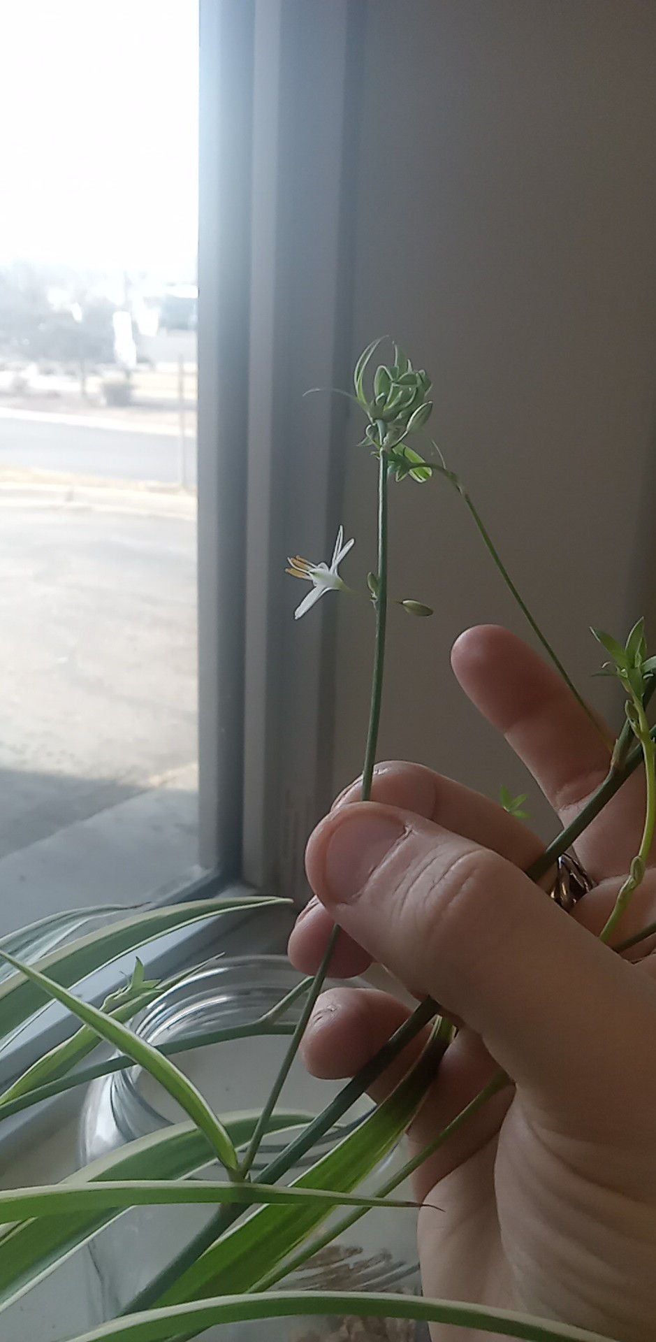 Why Variegated Spider Plant Is Not an Annual 🕷️, image size:939x939