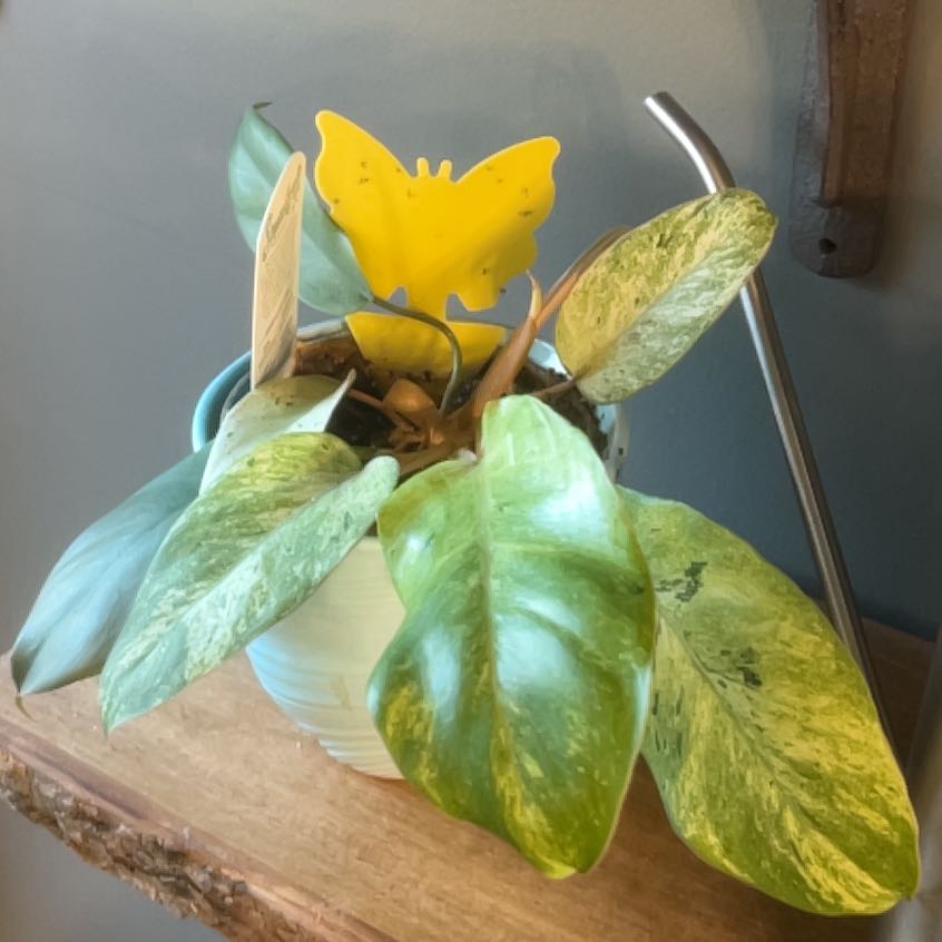 Photo of the plant species Snowdrift by @TopDragontree named Sahara on Greg, the plant care app