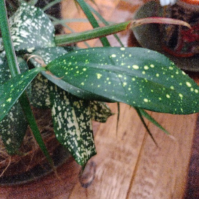 Photo of the plant species Bethlehem Sage by @EmployableCanna named Luna on Greg, the plant care app