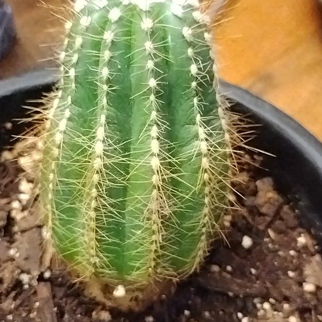 Photo of the plant species Mixed genus cacti by @EmployableCanna named Winston on Greg, the plant care app