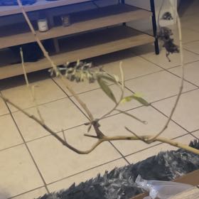 Photo of the plant species Butterfly Bush by @GoodyImpatiens named Hazy on Greg, the plant care app