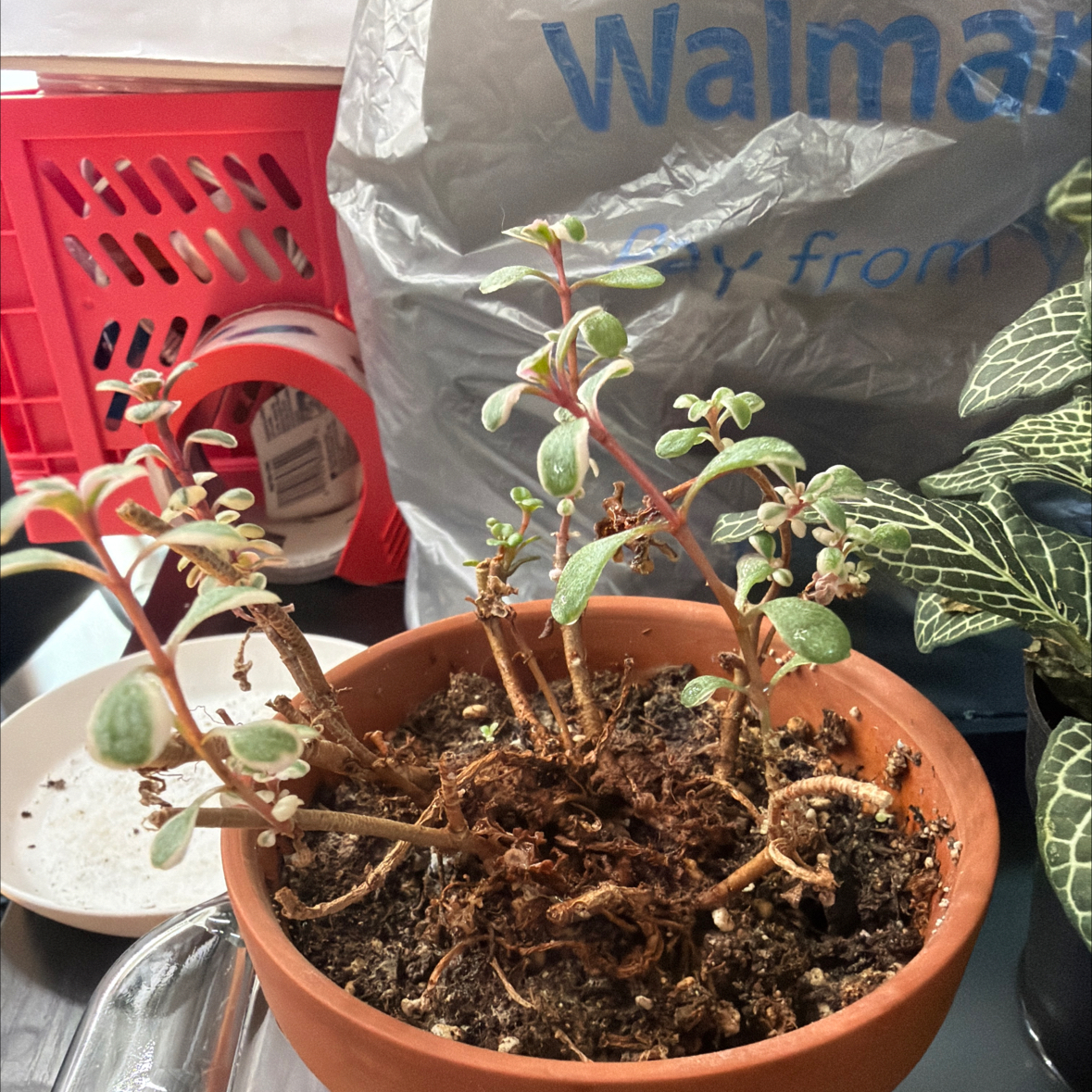 Photo of the plant species Caucasin stonecrop by @PamperedBanana named Xena on Greg, the plant care app