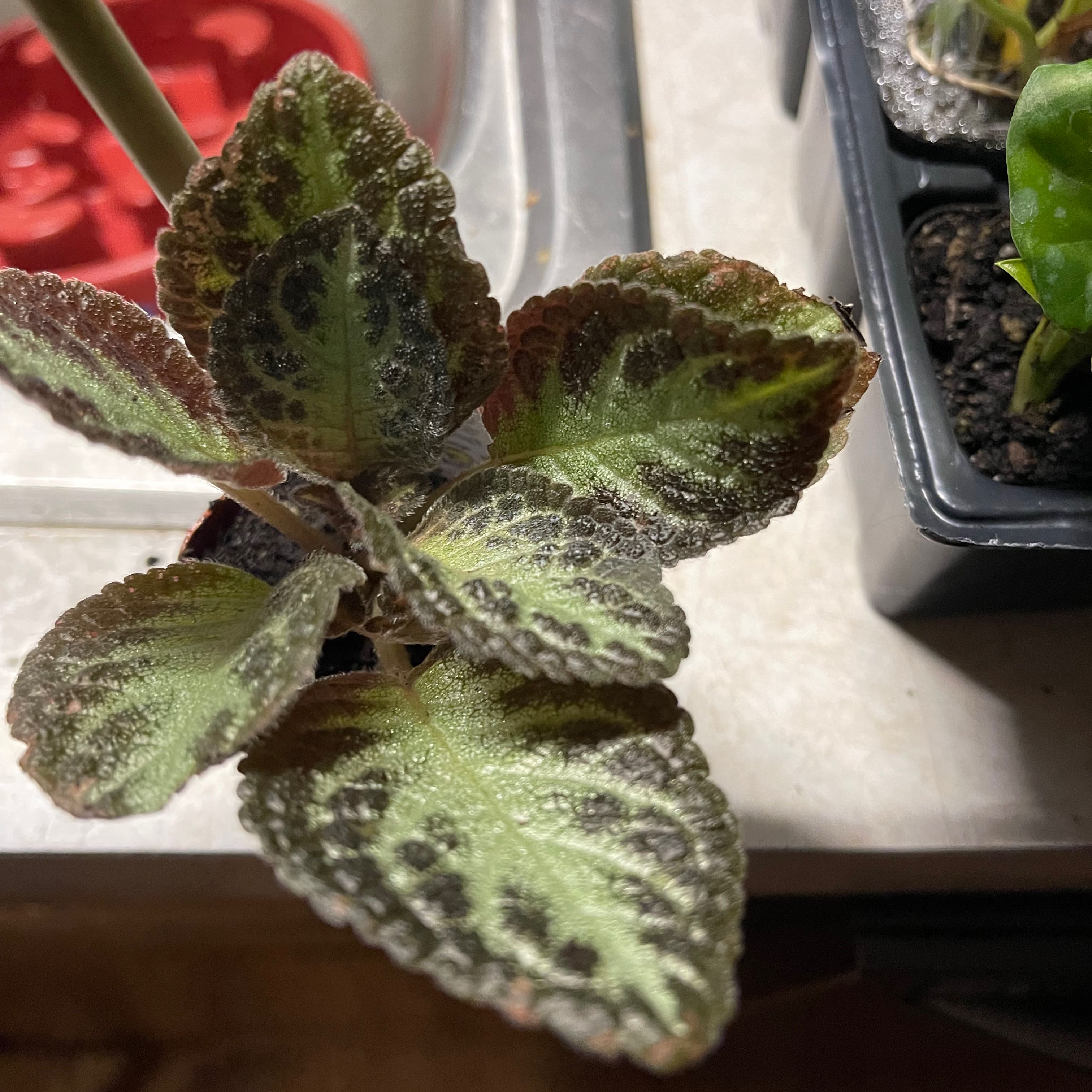 Flame Violet plant with variegated leaves showing some browning, potted with visible soil.