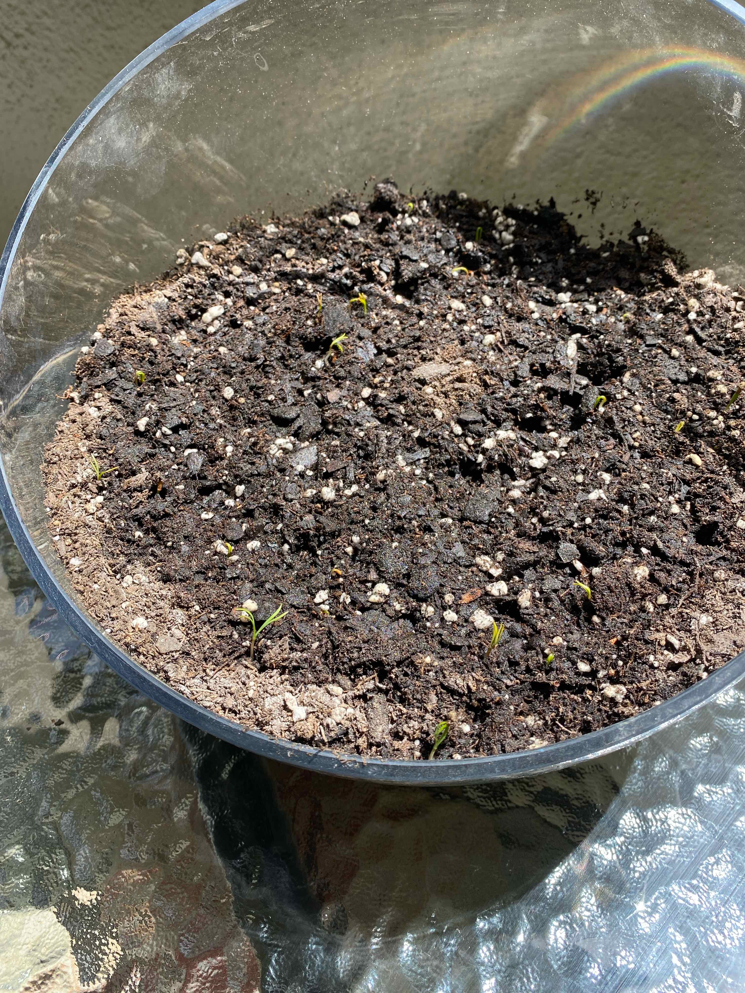 Pot with soil and small seedlings of California Poppy emerging.