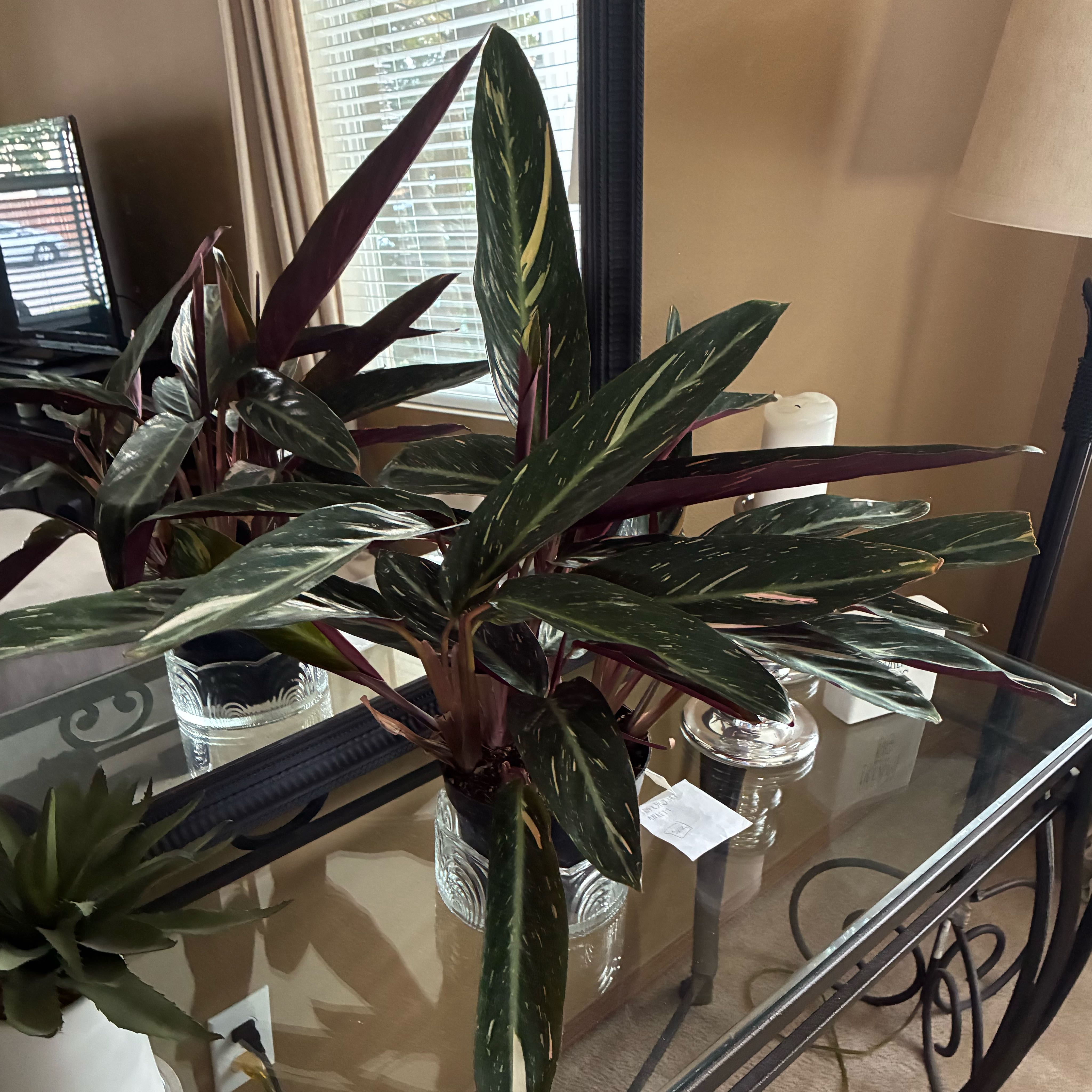 Photo of the plant species Magic Star calathea by @PlanetPalm named Shakira on Greg, the plant care app