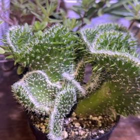 Photo of the plant species Austrocylindropuntia subulata f. cristata 'Snow Ridge' by @EnticingKaraka named Stella on Greg, the plant care app