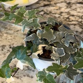 Photo of the plant species Ivy by @RadCrossberry named Bella on Greg, the plant care app