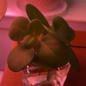 Photo of the plant species Baby Rubber Plant by @RadHilobeauty named Figyonce on Greg, the plant care app