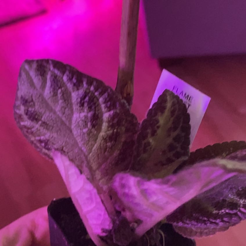 Photo of the plant species Flame Violet 'Karlyn' by @SugarWillowdock named Homer on Greg, the plant care app