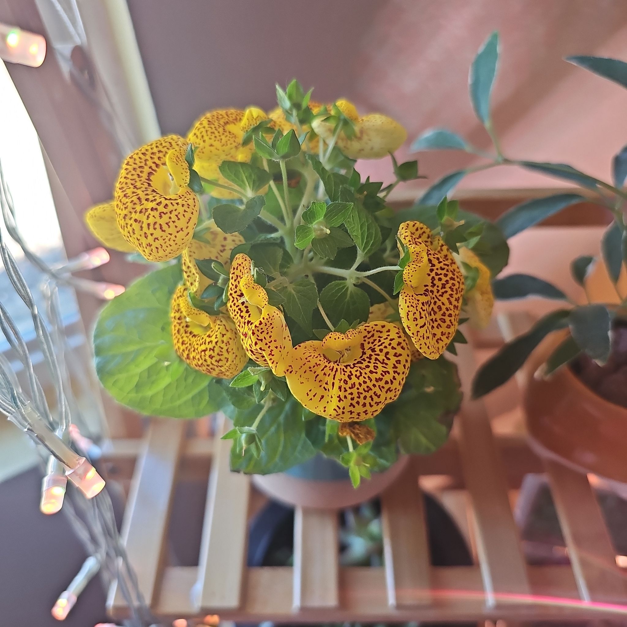 Photo of the plant species Pocketbook Plant by @ChampLizardtail named Sigmund on Greg, the plant care app