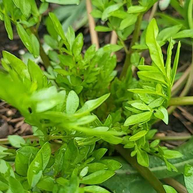 Photo of the plant species Narrowleaf Bittercress by @BestWormplant named Bieber on Greg, the plant care app