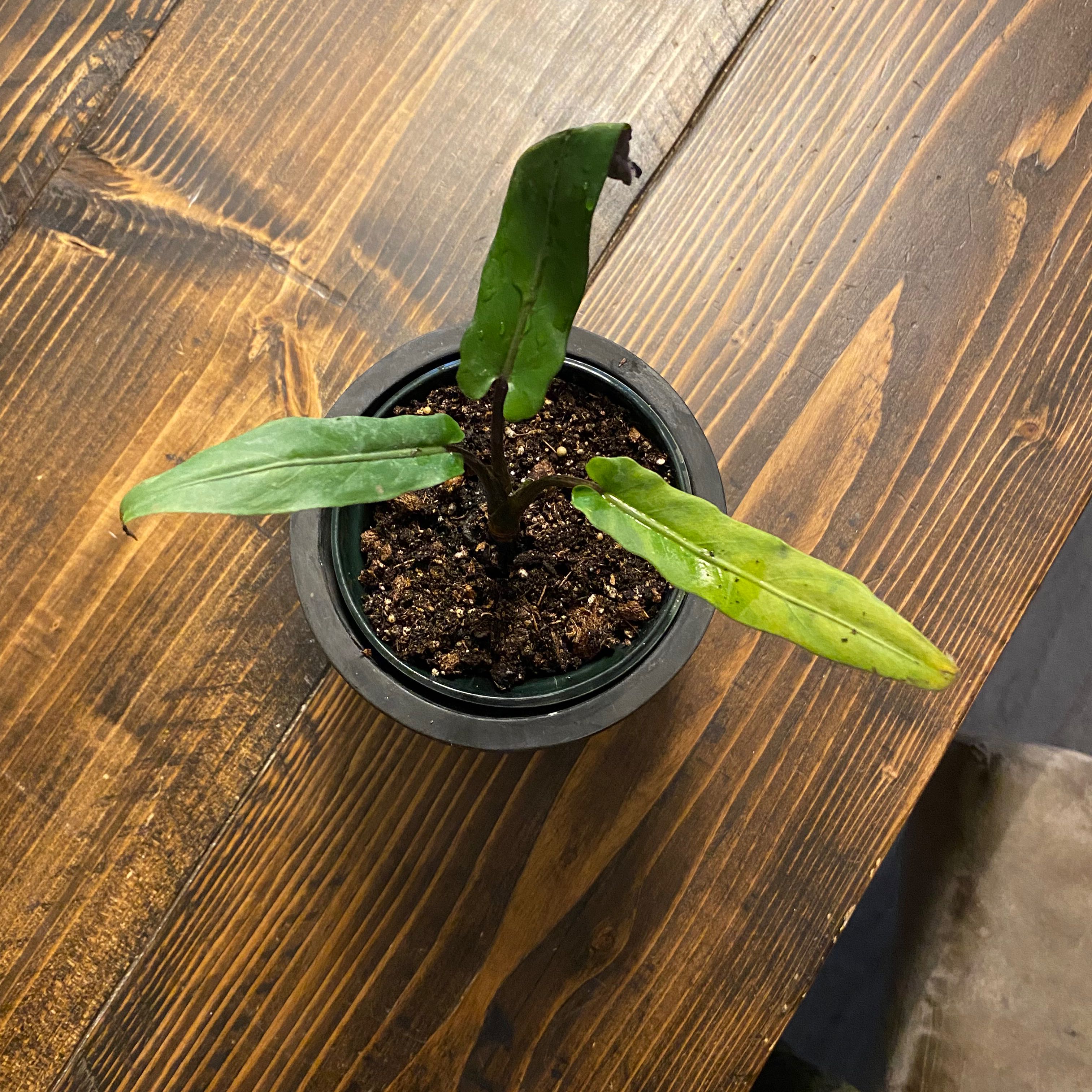 Potted Philodendron atabapoense with some yellowing and browning leaves on a wooden surface.
