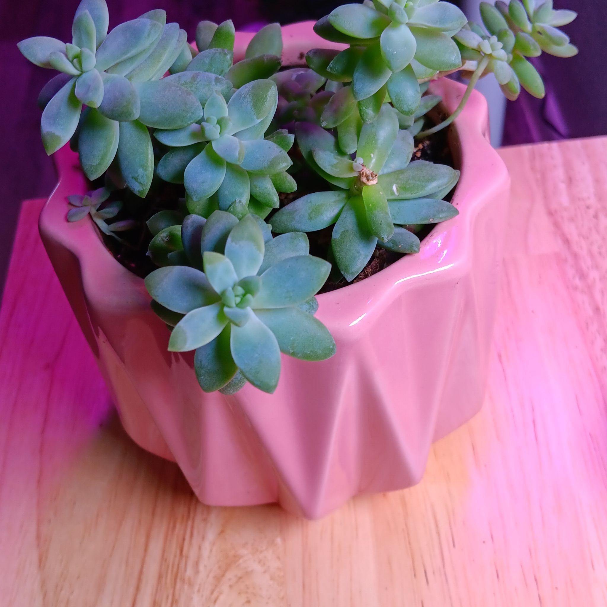 Photo of the plant species Echeveria Blue Star by @BeLeafIYourself named Big ghost bby on Greg, the plant care app