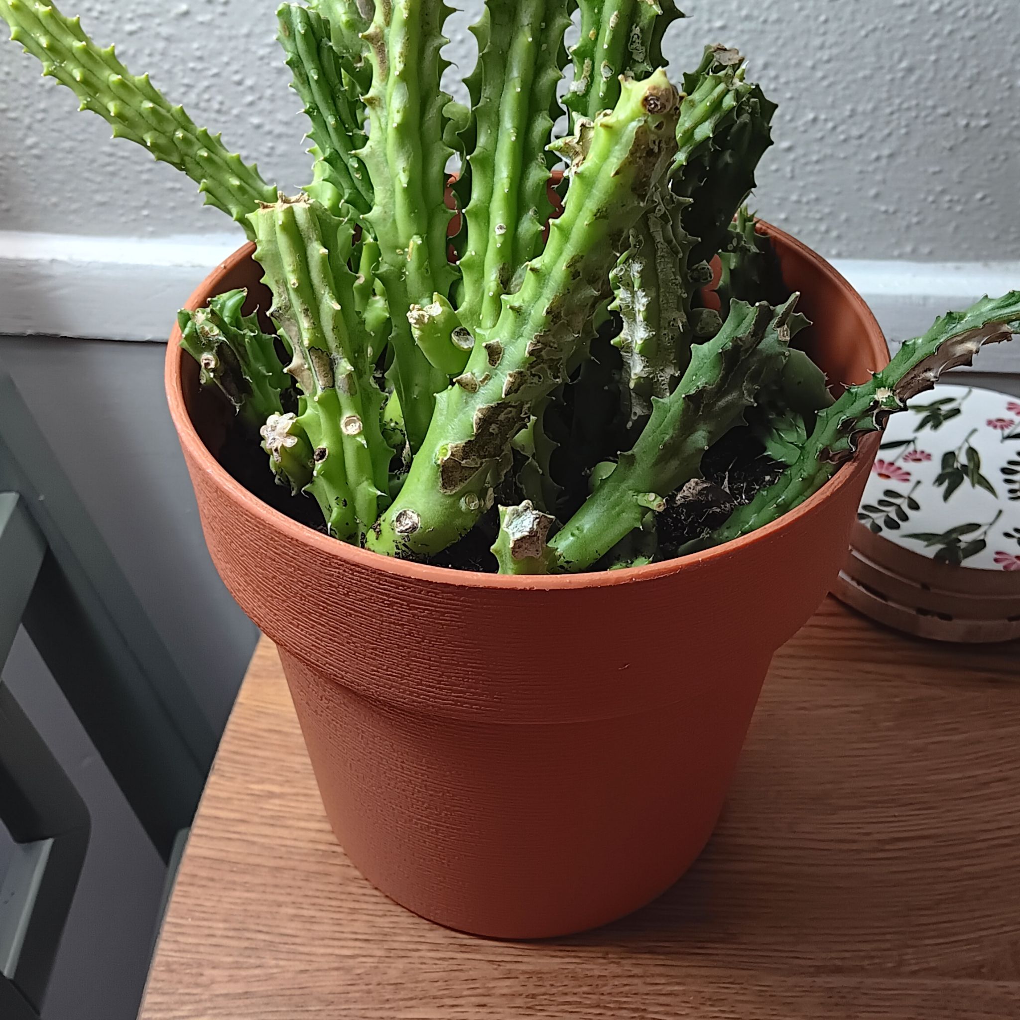 Red dragon cactus bby