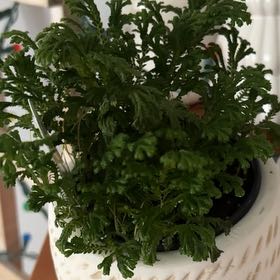 Photo of the plant species White Tip Spikemoss by @ZippyZucchini named Keuannu Leaves on Greg, the plant care app