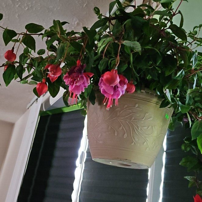 Photo of the plant species Blue Eyes Fuchsia by @HeroCatmint named Duke on Greg, the plant care app