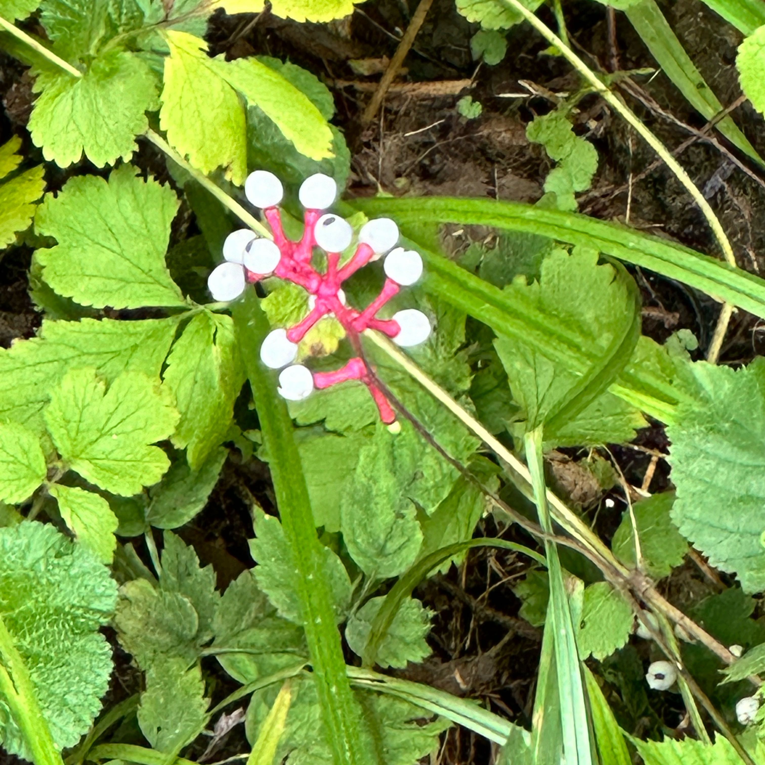 Photo of the plant species White Baneberry by @FunnyGlueseed named Rihanna on Greg, the plant care app