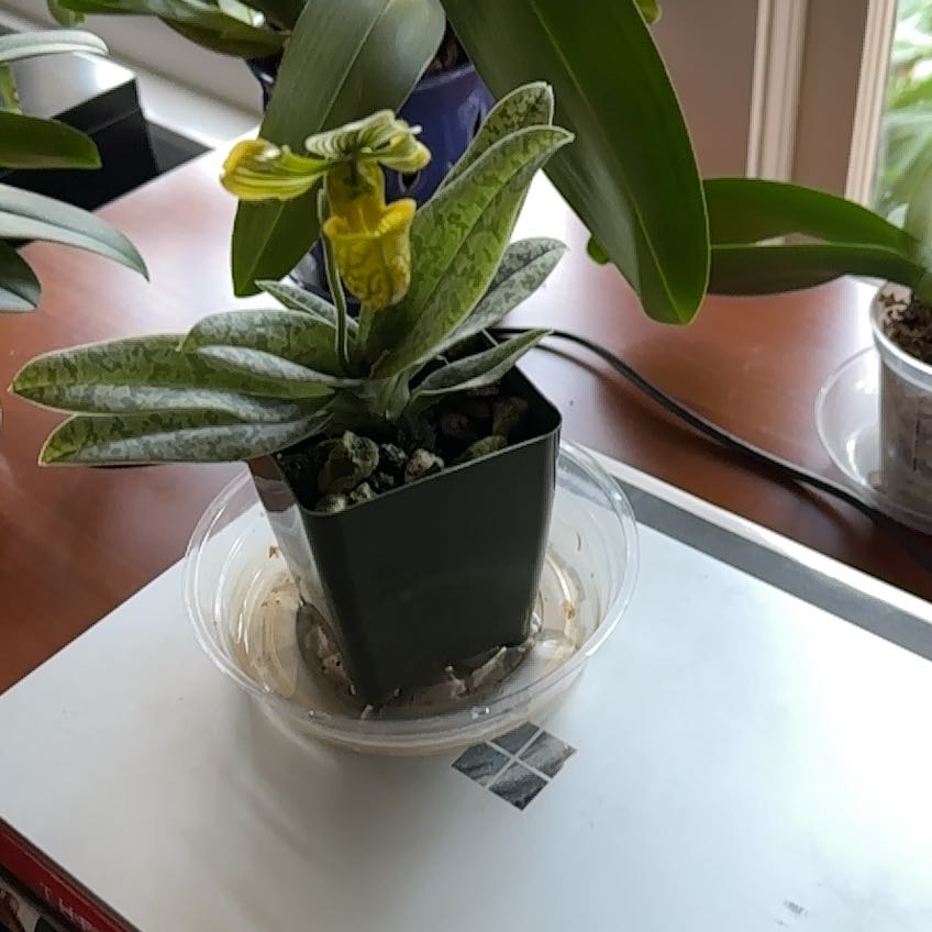 Photo of the plant species Paphiopedilum venustum by @DarlingParsley named Orlando Bloom on Greg, the plant care app
