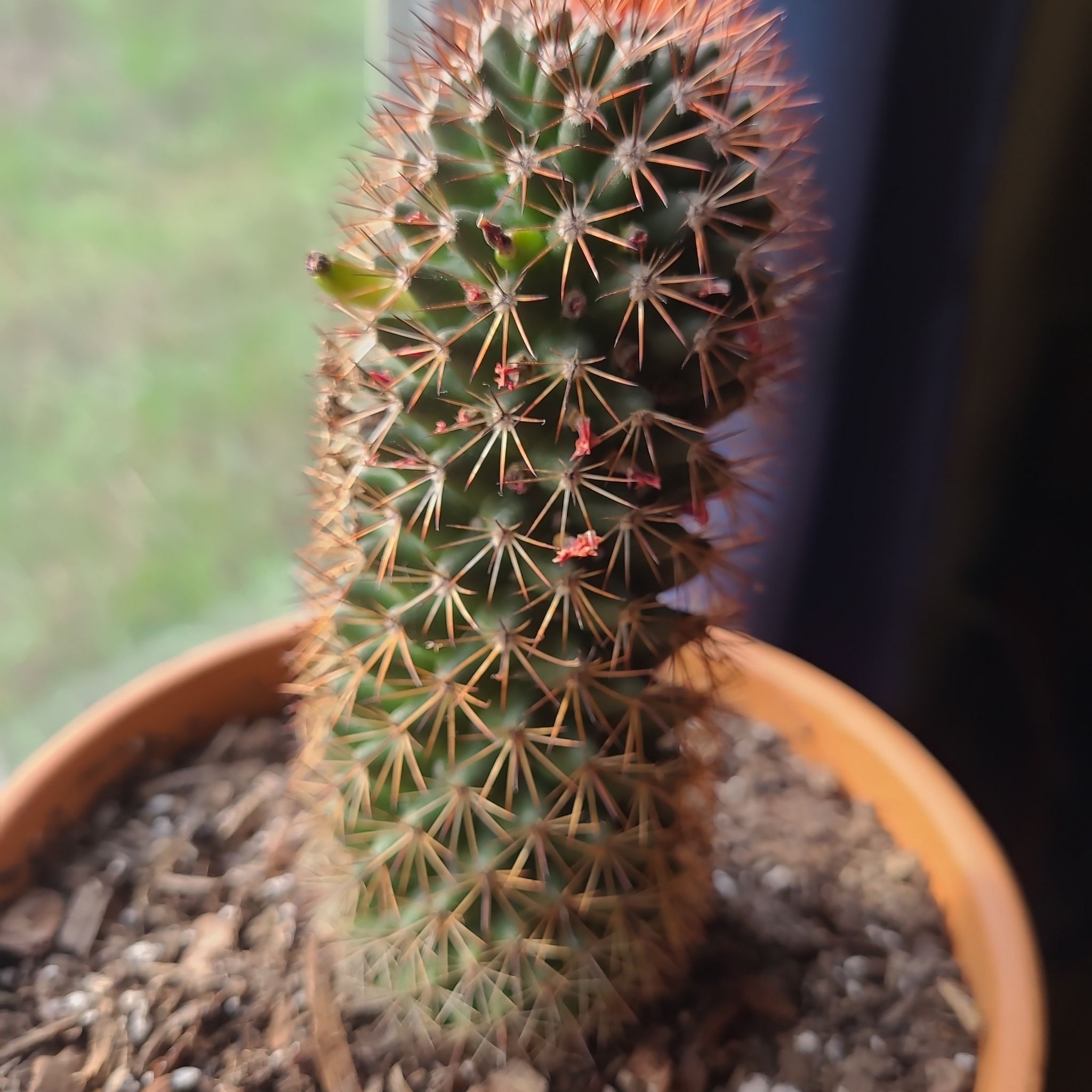 Mammillaria Spinosissima