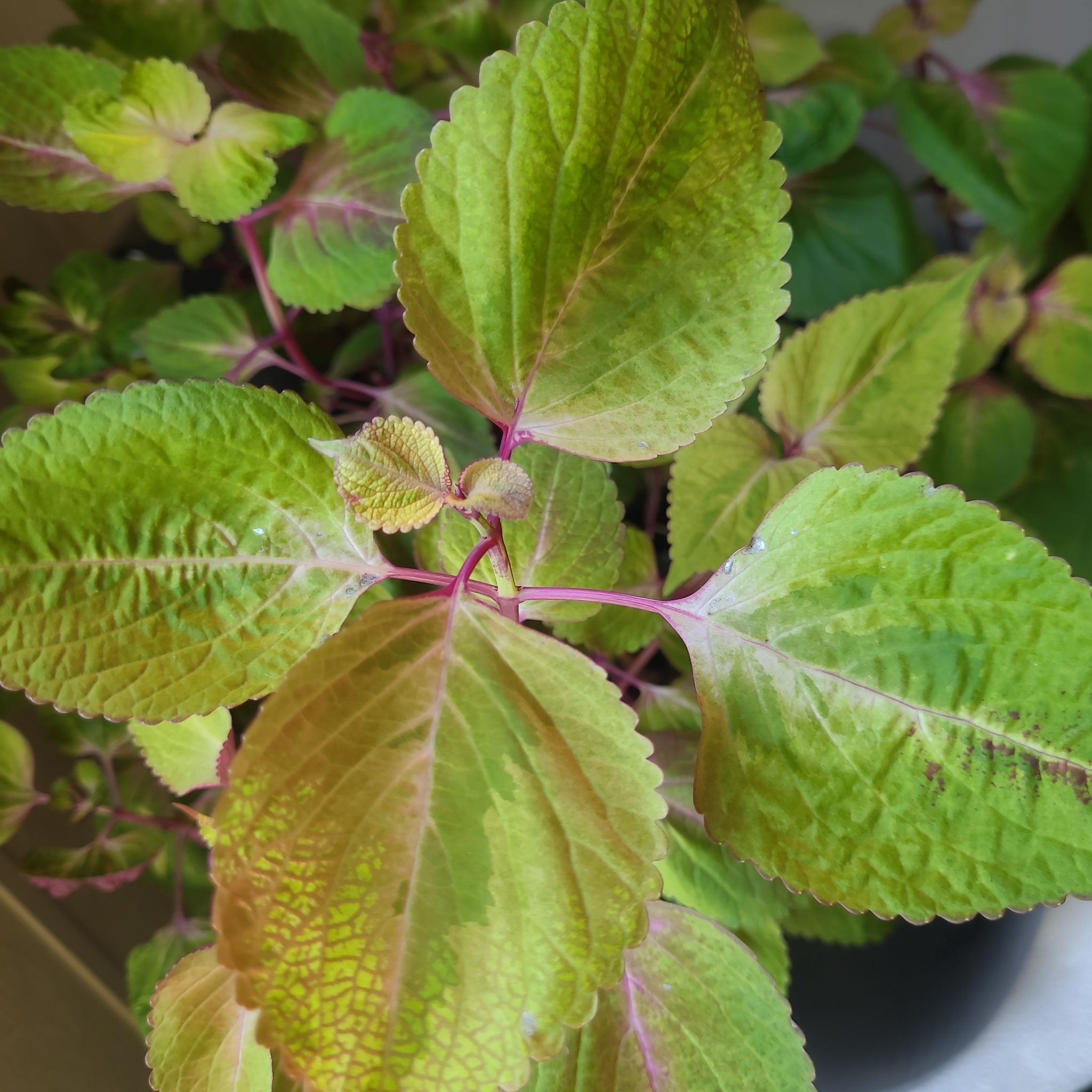 Photo of the plant species Perilla 'Magilla' by @Jabburwock named Paloma ('Balmagpurp') on Greg, the plant care app
