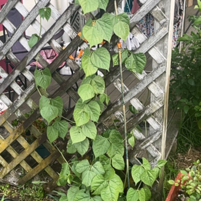 Photo of the plant species Field Bean by Bowyasri named Gomez on Greg, the plant care app