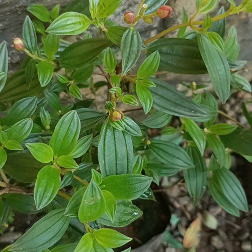 Photo of the plant species Indian Rhododendron by @StoutLizardtail named Fernie Mac on Greg, the plant care app