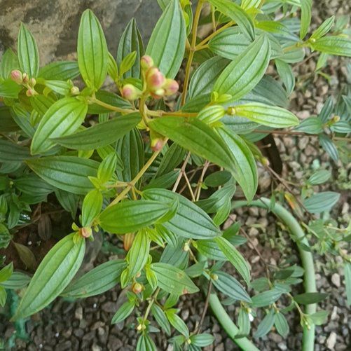 Photo of the plant species Indian Rhododendron by @StoutLizardtail named Lebron on Greg, the plant care app