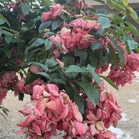 Photo of the plant species Brazilian Red-Cloak by @SoigneMelittis named Sage on Greg, the plant care app
