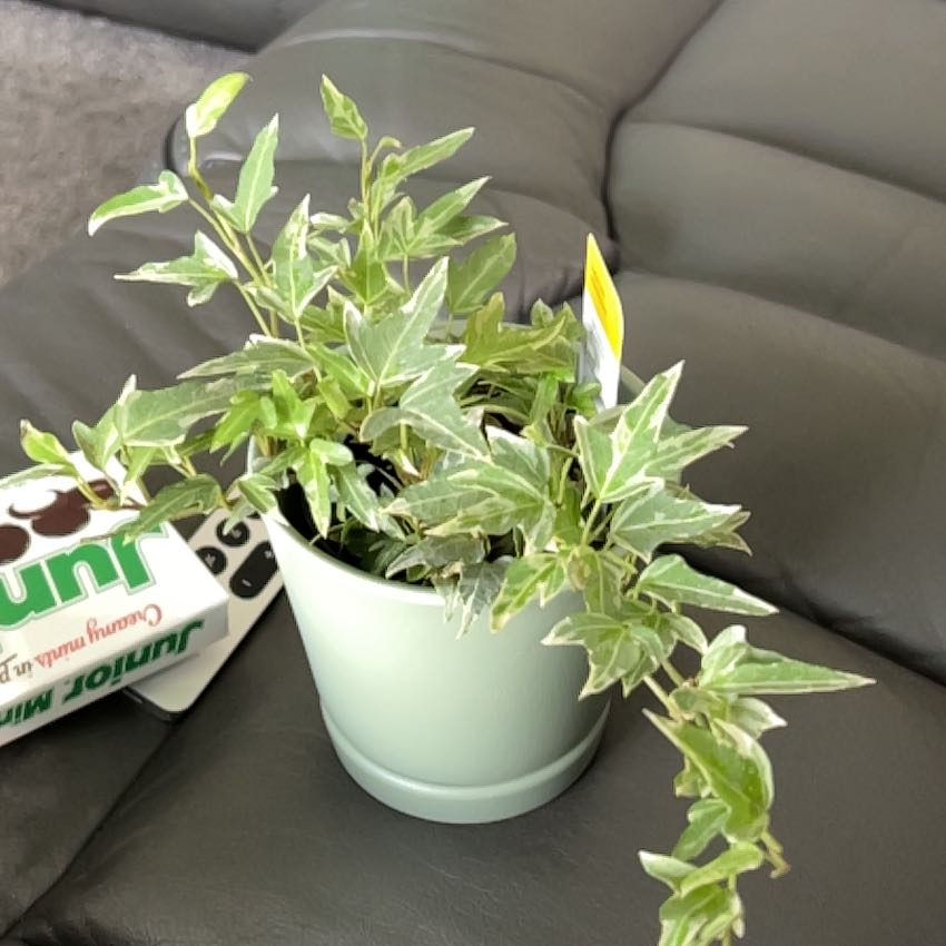 Photo of the plant species Little Hermann Ivy by @nstandage named Fernie Saunders on Greg, the plant care app