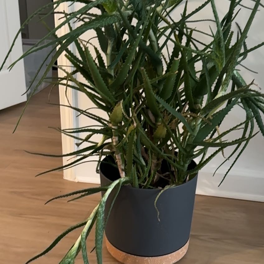Photo of the plant species Dawe's Aloe by @ShinySedeveria named Orlando Bloom on Greg, the plant care app