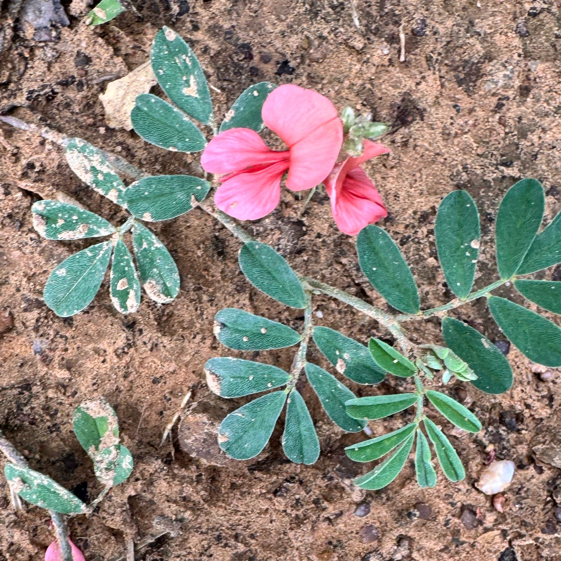 Photo of the plant species Purple Woodsorrel by @VastCostmary named Bodhi on Greg, the plant care app