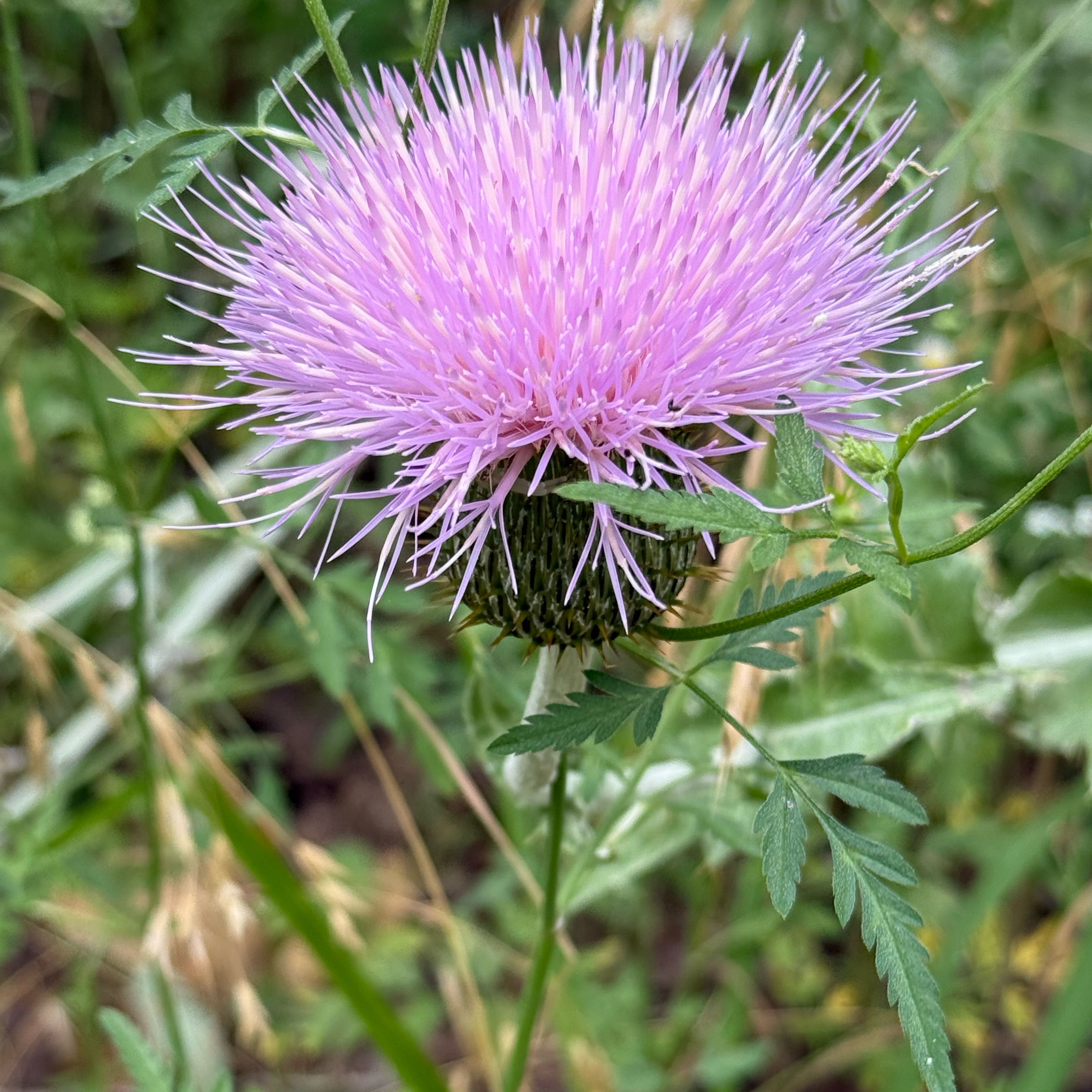 Photo of the plant species Bristly Thistle by @VastCostmary named Remington on Greg, the plant care app