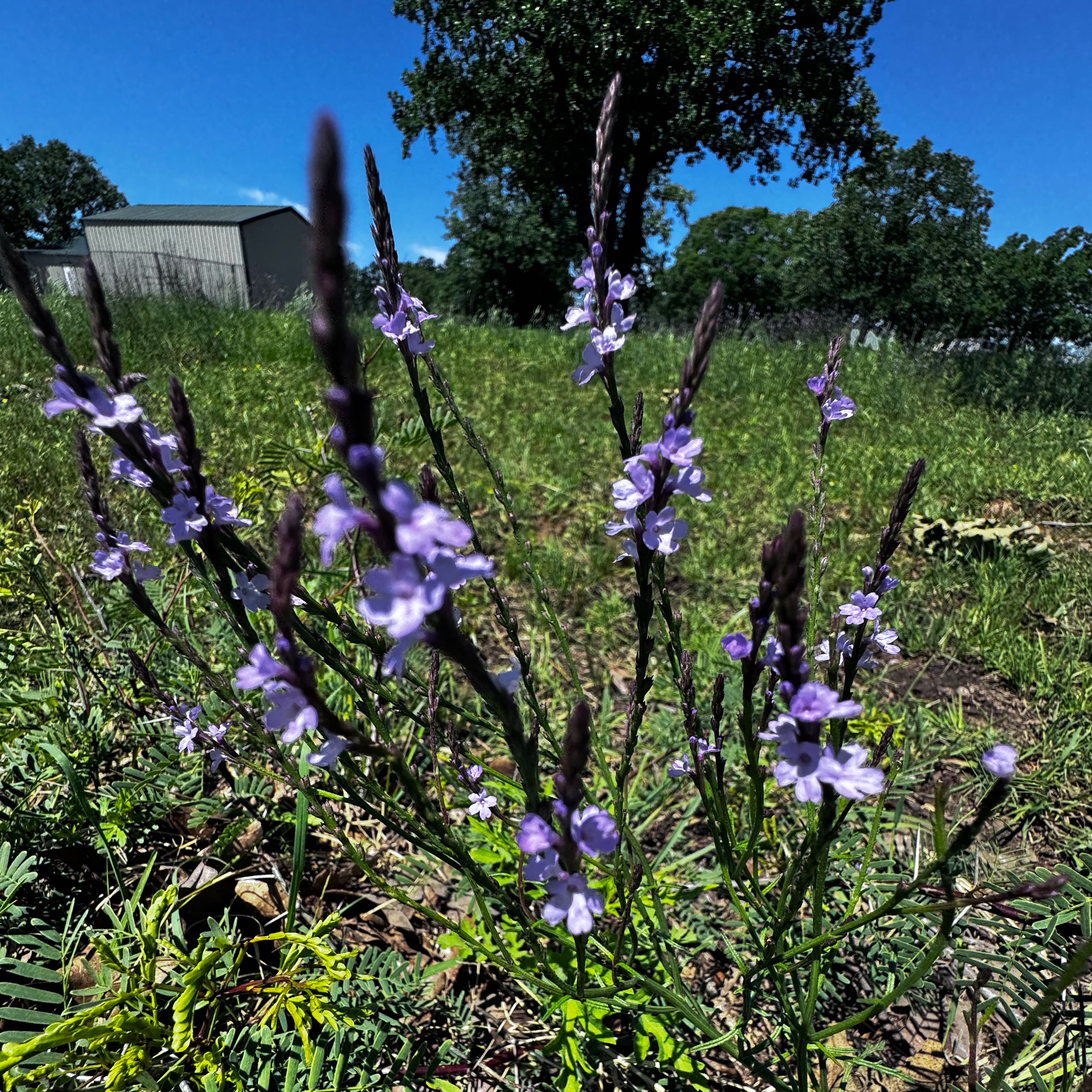 Photo of the plant species Texas Vervain by @VastCostmary named Sherlock on Greg, the plant care app