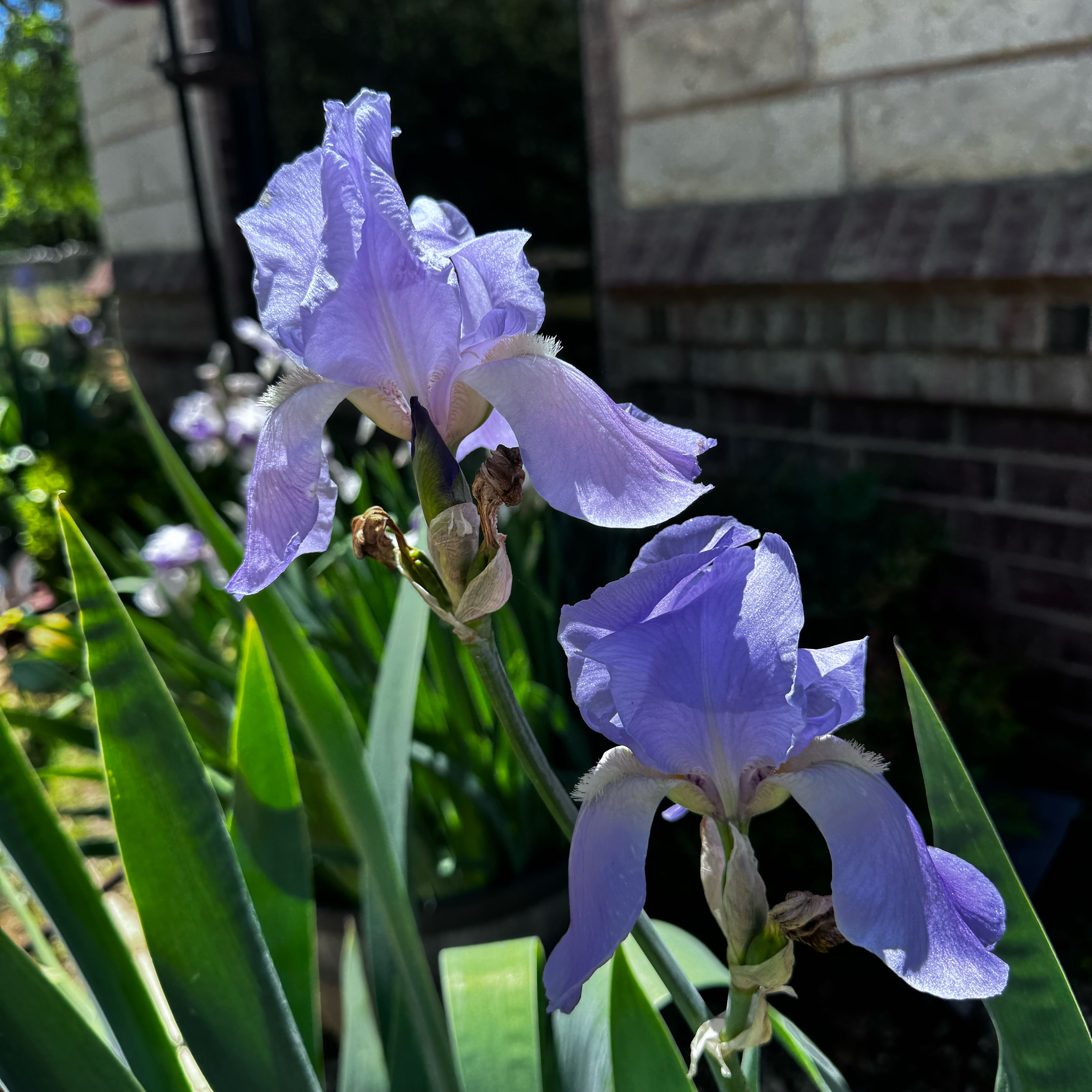 Photo of the plant species Dalmatian Iris by @VastCostmary named Figyonce on Greg, the plant care app