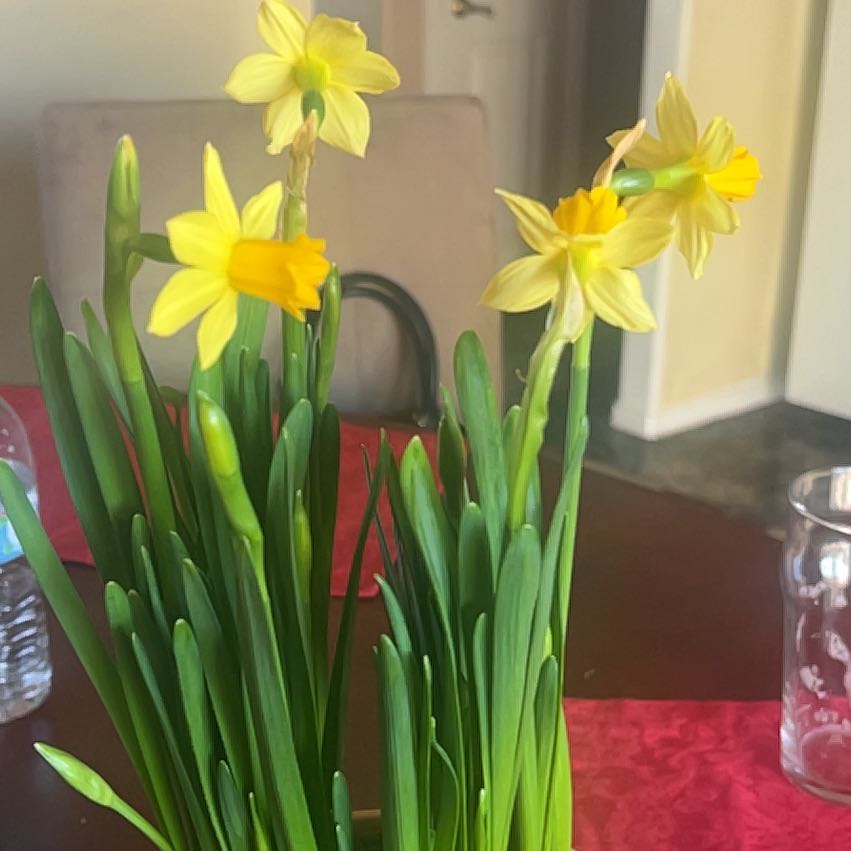 Photo of the plant species Daffodil by @GorgeousBeans named Figyonce on Greg, the plant care app