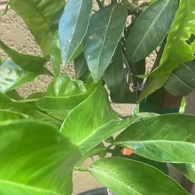Photo of the plant species Mandarin orange by @GorgeousBeans named LiloStitch on Greg, the plant care app
