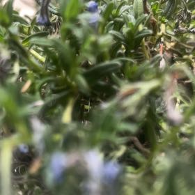 Photo of the plant species Perennial Savory by @GorgeousBeans named Morgan Treeman on Greg, the plant care app