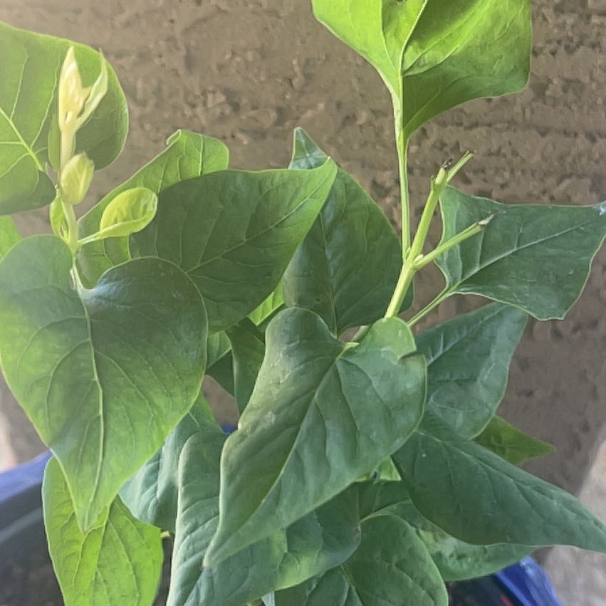 Photo of the plant species Lilac by @GorgeousBeans named Snowy Beach  Party TM Lilac on Greg, the plant care app